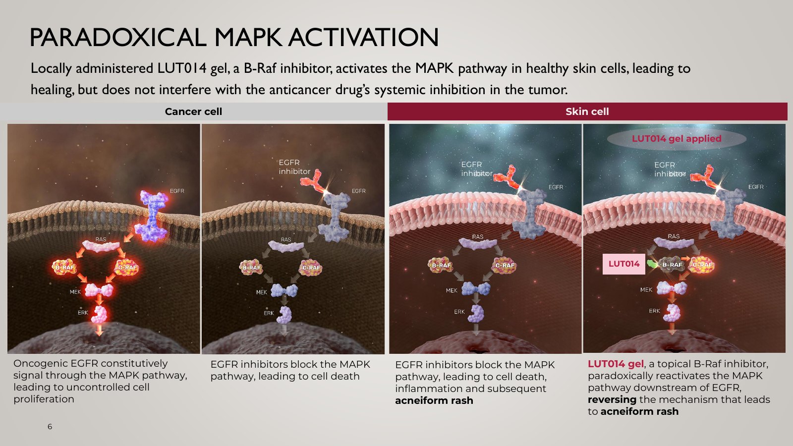 Slide 6, PARADOXICAL MAPK ACTIVATION